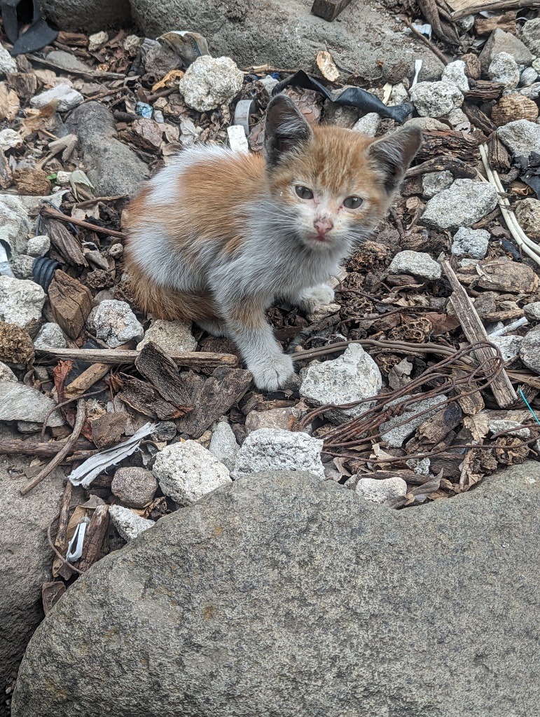 Phoenix ?, 2023 to June 18th, 2023