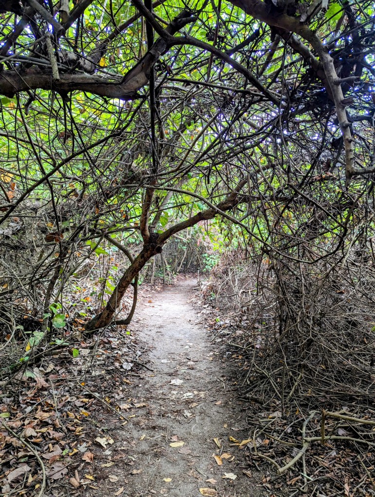 A section of trail from our trek.