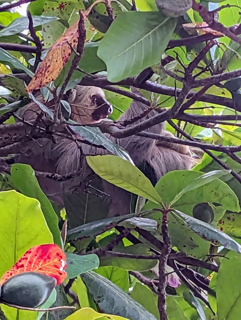 Sloth doing sloth things